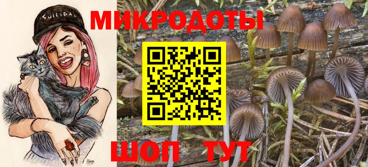 Псилоцибиновые грибы Psilocybe Баксан